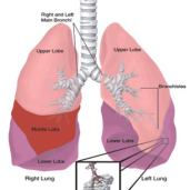 Pulmonology
