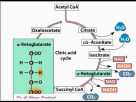 The Citric Acid Cycle