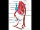 Fetal Circulation and Baby's First Breath
