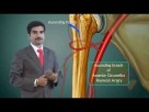 AXILLARY ARTERY ANATOMY ANIMATED LECTURE