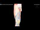 ANIMATED ANATOMY Deep Facsia - Fascia lata  - FRONT OF THE THIGH PART 3