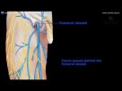 ANIMATED ANATOMY - FRONT OF THE THIGH PART 1