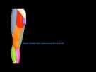 ANIMATED ANATOMY - FRONT OF THE THIGH PART 2