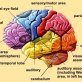 Psychology of Addiction and Treatment