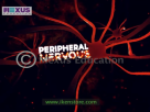 Biology Learning_ Peripheral Nervous System