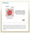 Antibodies