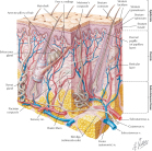 Cross Section of Skin
