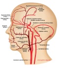Collateral circulation between external and internal carotid arteries