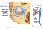 Important anatomic structures that can be injured during eye trauma