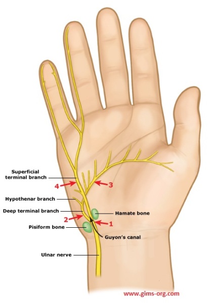 Major branches of the ulnar nerve at the wrist