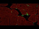 Our Microbes, Ourselves: Gut Bacteria's Key Role in Immunity Is Tuned to the Host Species